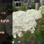 【無料車中泊スポットレビュー】千葉県市川市|道の駅いちかわ