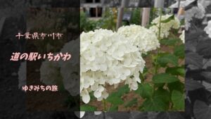 【無料車中泊スポットレビュー】千葉県市川市|道の駅いちかわ