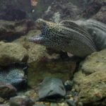 穴場水族館をご紹介!串本海中公園の詳細まとめ【和歌山県】