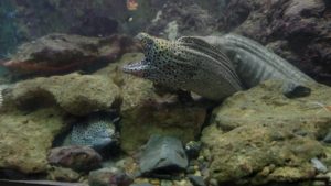 穴場水族館をご紹介!串本海中公園の詳細まとめ【和歌山県】