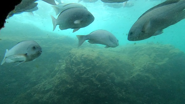 串本海中公園 海中展望塔