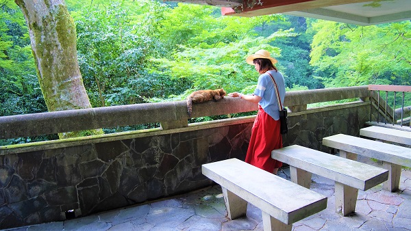 青紅葉狩り、夏の箕面滝をお手軽に【日本の滝百選】無料駐車場有