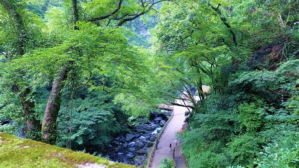 青紅葉狩り、夏の箕面滝をお手軽に【日本の滝百選】無料駐車場有