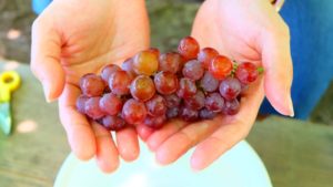 ぶどう狩り放題！青蓮寺湖観光村にて【三重県】