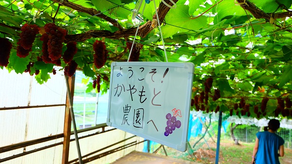【ぶどう狩り】青蓮寺湖観光村にて【三重県】 かやもと農園