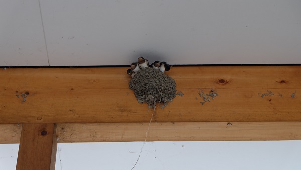 道の駅くしがきの里　つばめ