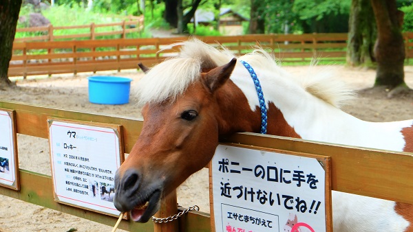 大阪府　五月山動物園　ポニー