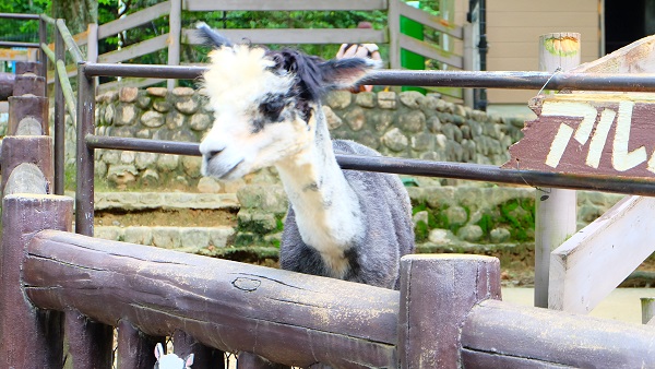 大阪府　五月山動物園　アルパカ