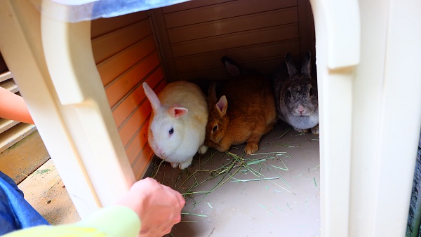 大阪府　五月山動物園　うさぎ