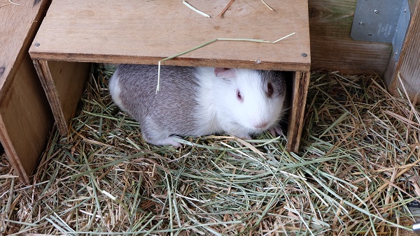 大阪府　五月山動物園　モルモット