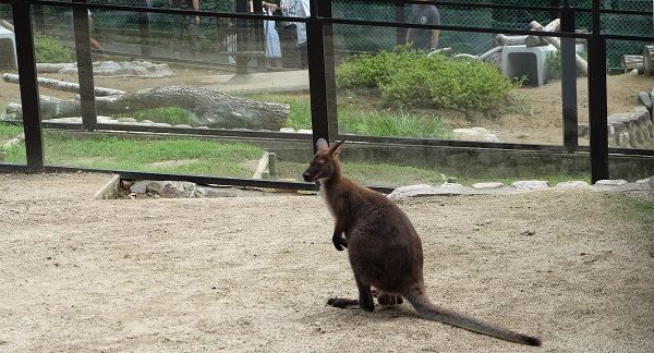 大阪府　五月山動物園　ワラビー