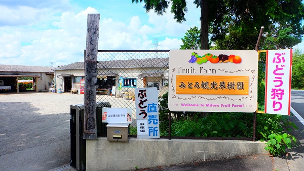 みとろ観光果樹園でぶどう狩りを楽しむ夫婦 兵庫県