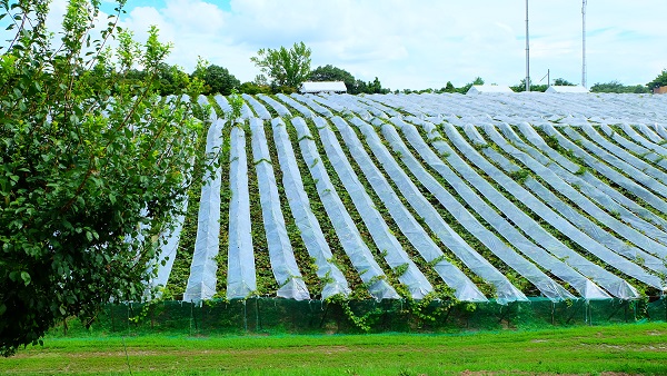 みとろ観光果樹園