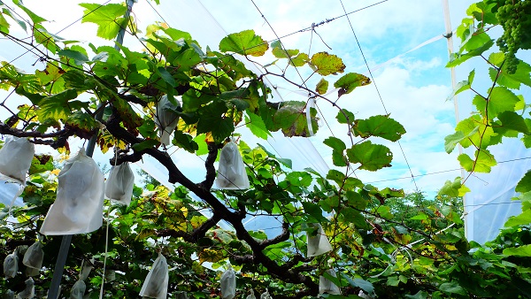 みとろ観光果樹園