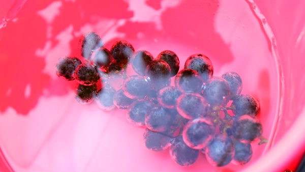 みとろ観光果樹園