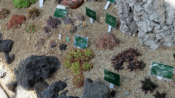 花の文化園　大温室