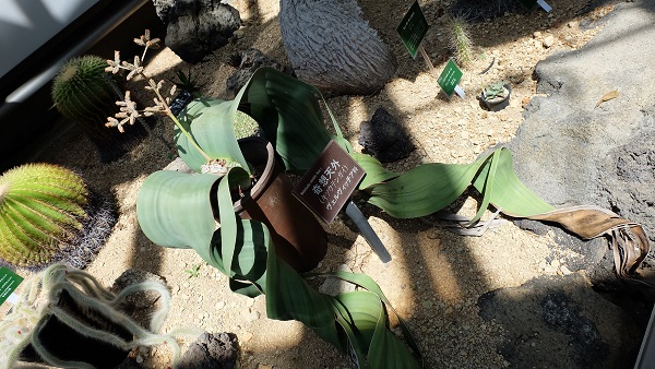 花の文化園　大温室