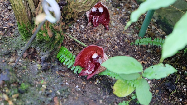 花の文化園　大温室