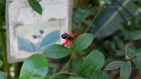 花の文化園　大温室　ミッキーマウスの木