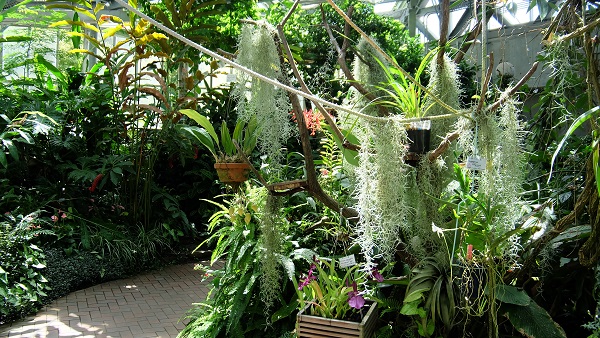 花の文化園　大温室