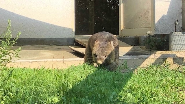 大阪府　五月山動物園　ウォンバット