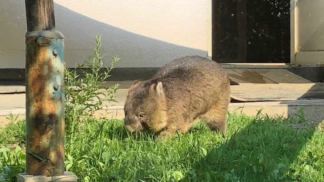 大阪府　五月山動物園　ウォンバット