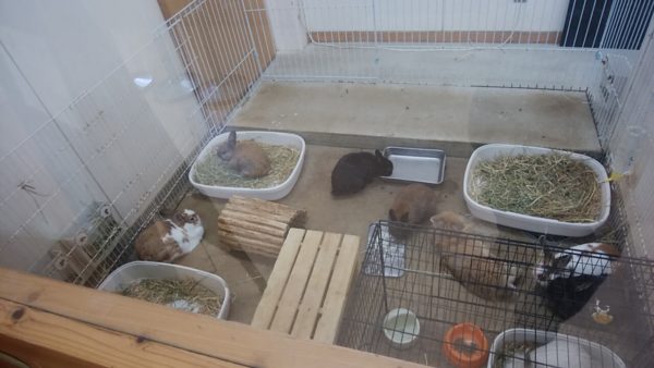 イングランドの丘　うさぎ　ラビットワーレン