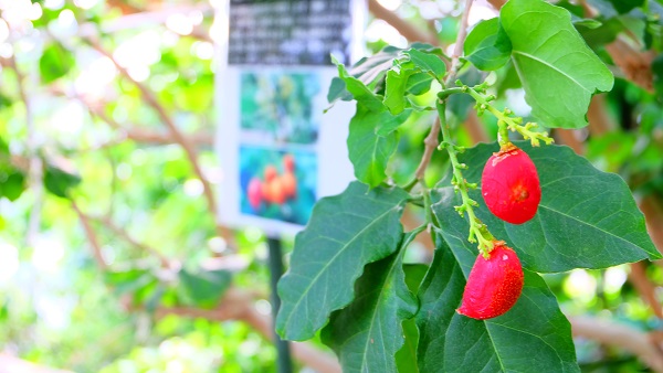 みとろフルーツパーク 温室