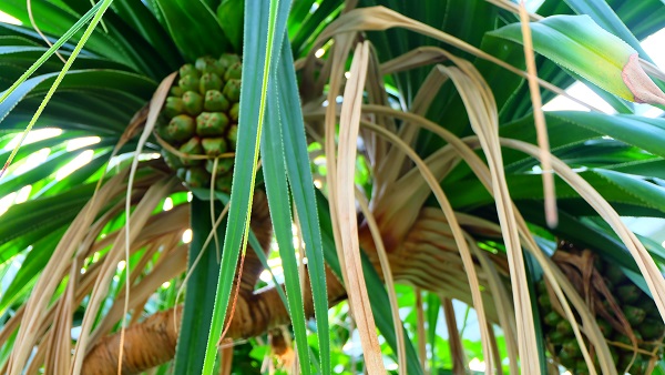 みとろフルーツパーク 温室