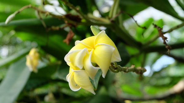 みとろフルーツパーク 温室 プルメリア