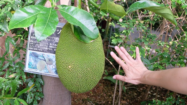 みとろフルーツパーク 温室 パラミツ