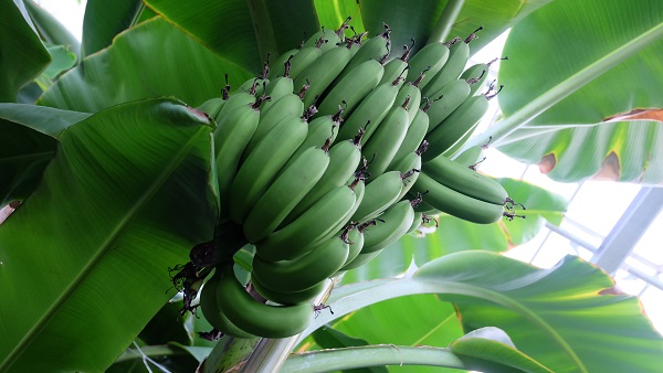 みとろフルーツパーク 温室 バナナ