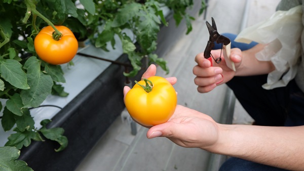 イングランドの丘　トマト