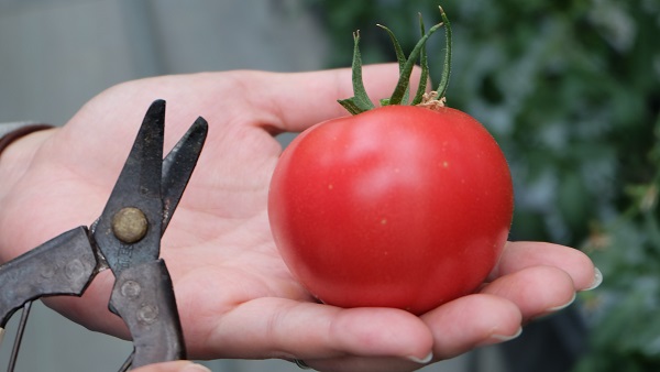 イングランドの丘　トマト