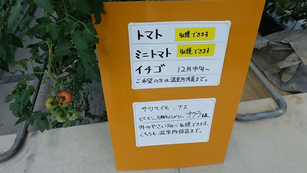 イングランドの丘　温室　ビニールハウス　トマト