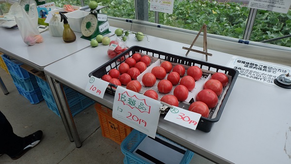 イングランドの丘　トマト