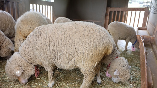 イングランドの丘　ひつじ