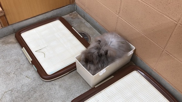 イングランドの丘　うさぎ　ラビットワーレン