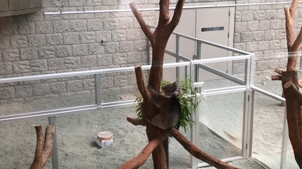 イングランドの丘　コアラ