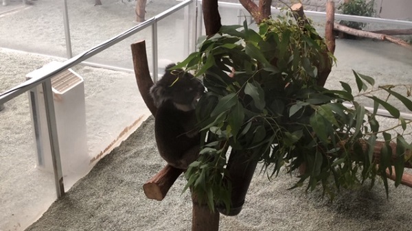 イングランドの丘　コアラ