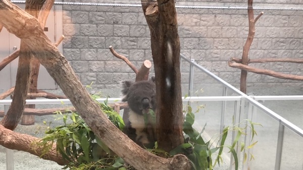 イングランドの丘　コアラ