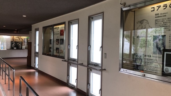 イングランドの丘　コアラ