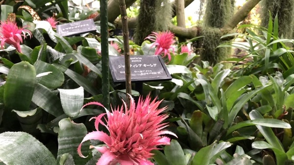 イングランドの丘　大温室