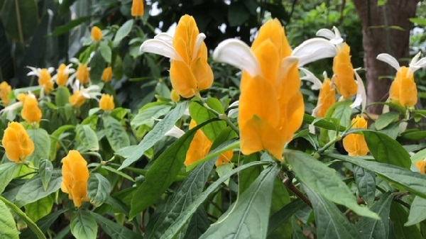 イングランドの丘　大温室