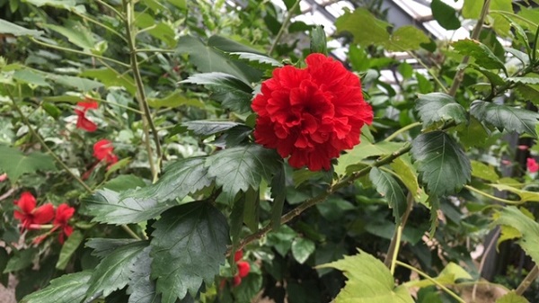 イングランドの丘　大温室