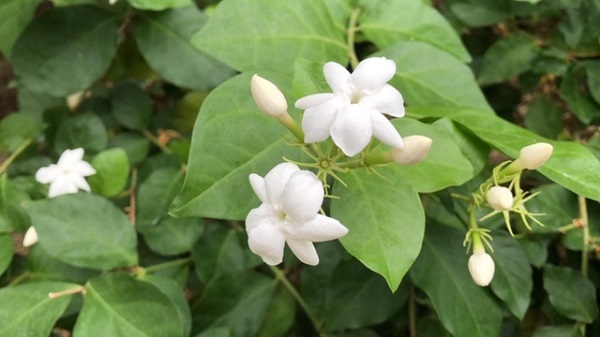 イングランドの丘　大温室