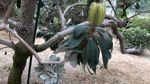 イングランドの丘　大温室