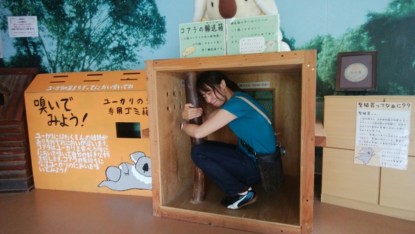 イングランドの丘　コアラ