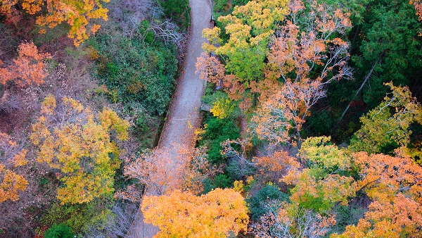 星のブランコ 紅葉