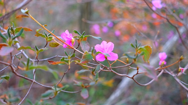 コバノミツバツツジ ほしだ園地